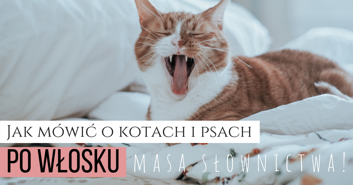 Koty i psy po włosku: masa słówek!